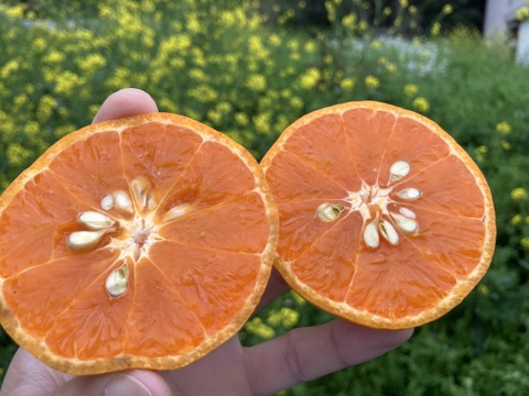 カラマンダリン【5kg（箱込）・ご家庭用】