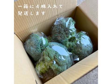【採れたて直送】信州伊那の寒暖差が育てた みずみずしいブロッコリー 450g×4株