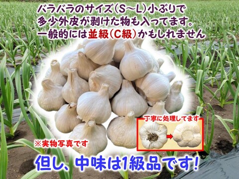 旨味と甘み凝縮！熊本県産『生にんにく』【訳あり】ご家庭用５００ｇ/袋