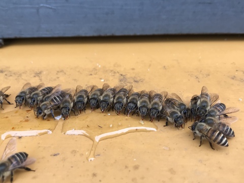 【美味しさに感動】日本蜜蜂の生ハチミツ170g×3個　非加熱　無添加
