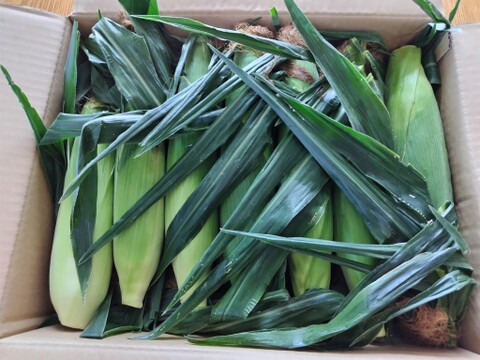 岩田青果朝採りとうもろこし🌽ゴールドラッシュ