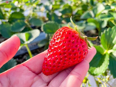 【いちご食べ比べ】すずの薫り、おいCベリーなど★レア品種入り