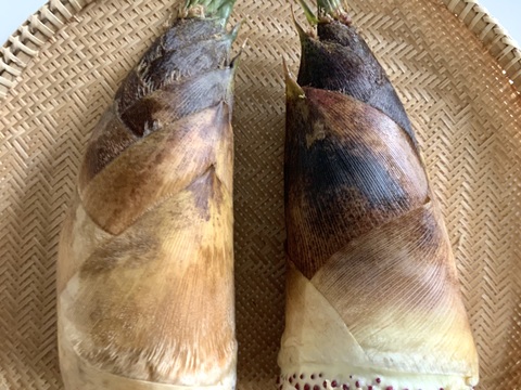 【和歌山産】天然たけのこ 孟宗筍 2.5kg以上 朝採り 当日発送 翌日お届け 肥料・農薬不使用