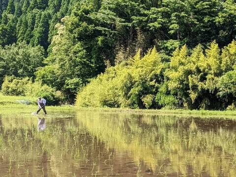 ★農薬・肥料不使用！ 自然栽培米　玄米10kg　令和７年度熊本県産　森のくまさん　※精米承ります（分づき米にも対応）★