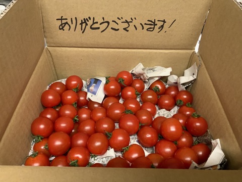 手が止まらない！超濃厚ミニトマト☆子供のおやつに大人気☆　家庭用　薄皮プチトマト　鮮度抜群　農家直送　1kgより少ない900g　甘いより旨い　出汁推し実