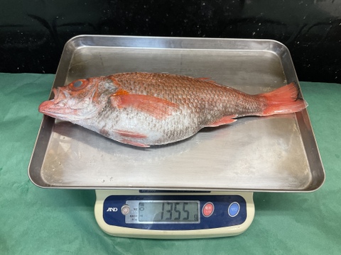 【年末年始インパクト】のどぐろ/アカムツ/白身魚のトロ/幻の1キロ超え/1355ｇ【冷凍】