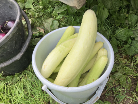 【野菜が美味ければポタージュも美味い！】ミントが香る、きゅうりと塩麹のギリシャ風冷製ポタージュ