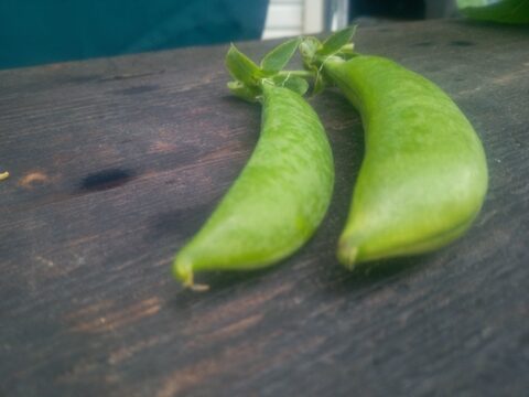 すなっぷえんどう　自然栽培、自家採種　500g
