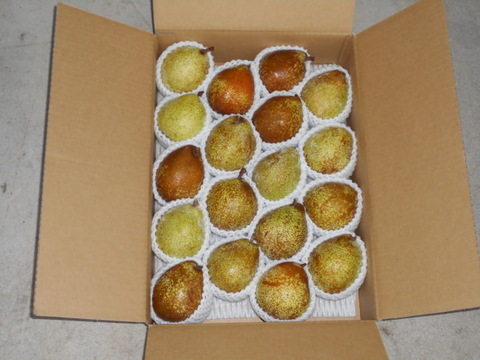 ラ・フランスより少し早い高級西洋梨（ゼネラル・レクラーク）5㌔　食べきりサイズ