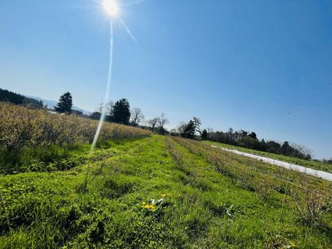 【北海道産】よもぎ生葉 100g（自然栽培）
