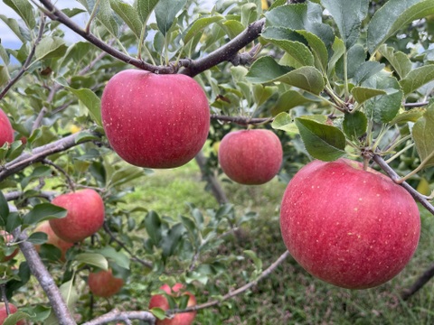 【家庭用】シャキシャキ！ サンふじ 約10kg 信州りんご