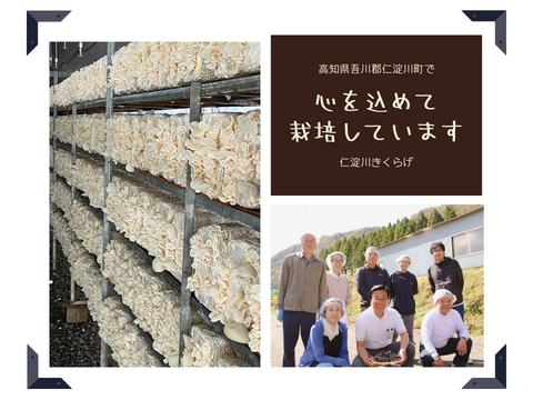 高知県仁淀川町産『(生)白あらげきくらげ』奇跡の水で育てた「純白の贅沢」収穫量の約1割。“極上”だけを選び抜いた“白色の生きくらげ”です。季節限定。数量限定。内容量:800g(400g×2P)