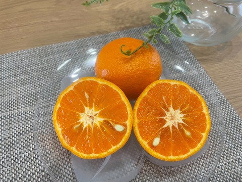 ご賞味あれ！ 濃厚なカラマンダリン【訳あり品、ご家庭用】 約9kg