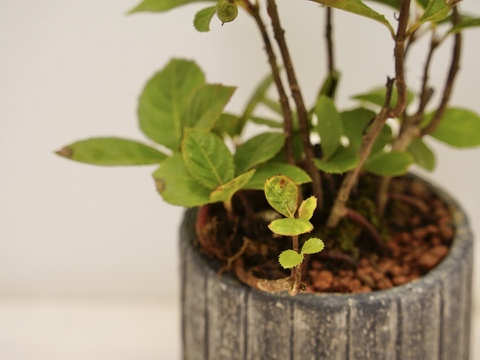 ミニ盆栽【ヤブコウジ × 黒縦陶器】高さ27cm×横18cm（夜市限定）