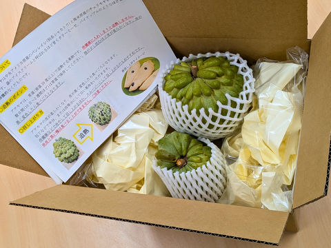 【数量限定】とろける甘さ！稀少な南国フルーツ熊本県産アテモヤ1000g贈答用