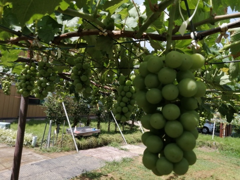 ✨🍇今が旬の露地栽培巨峰✤種有無混🍇✨
　　　巨峰４〜５房/中サイズ約1.7kg位