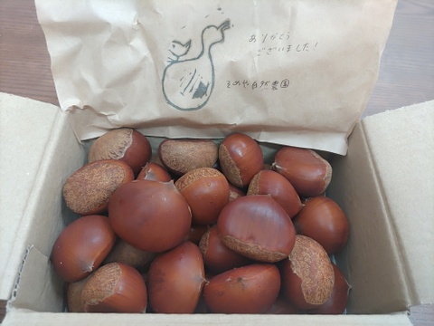 完売御礼✴熊本産　ごろごろ大きい和栗🌰1キロ　自然栽培　朝採り直送◎