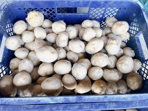 じゃがいも（男爵）4ｋｇ