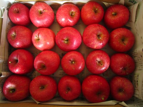 美味しい小玉 樹上完熟サンふじ 総重量 約4kg前後 青森県 南部地方産 自家りんご農園生産直送品！