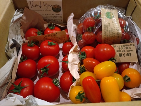 販売終了間近❕一箱で二度美味しい♪ぶるベジこだわり🍅【華おとめ】+【季節のとまとMix】１㌔箱