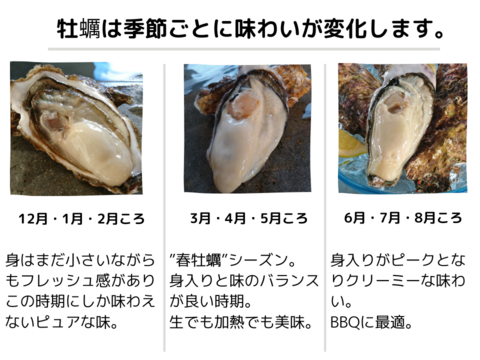 プリップリでクリーミー♪ 噂のバージンオイスター10個 三陸宮城女川産 殻付き 生牡蠣 生食用 ギフト のし対応可