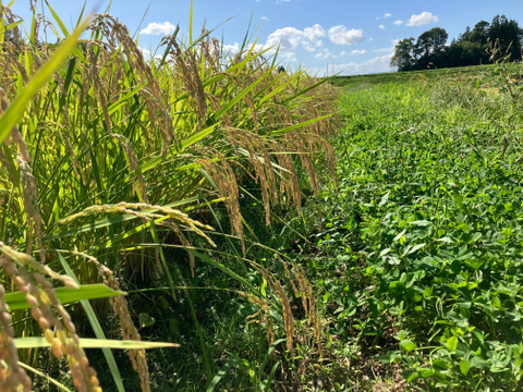新米2025｜岩手・花巻産 ササニシキ 白米10kg｜稲架掛け天日干しで香り豊かに仕上げた限定米