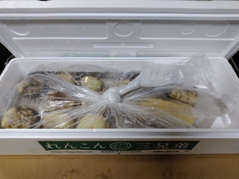 【B級品】（２kg）日常使いにピッタリです。三兄弟の「美肌れんこん」　/ 蓮根 / レンコン