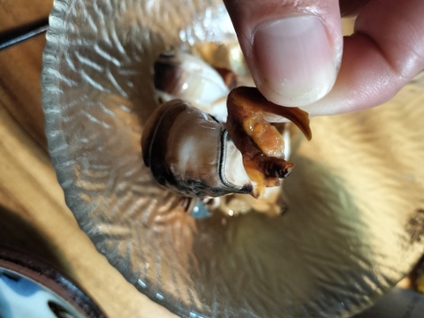 旨味が凄い！チャンバラ貝1㌔