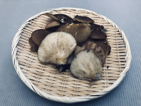 山のフカヒレ天然ムキタケ1キロ