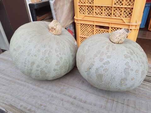 【自然栽培】令和5年度 北海道倶知安町産 雪化粧かぼちゃ 1.0～1.4kg 1玉 ホクホク完熟で甘い