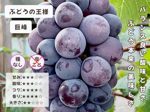 お盆シーズンにお届け可能　シャインマスカット入り　『岡山県産ぶどう』　おまかせ3種食べ比べセット　1.5キロ以上