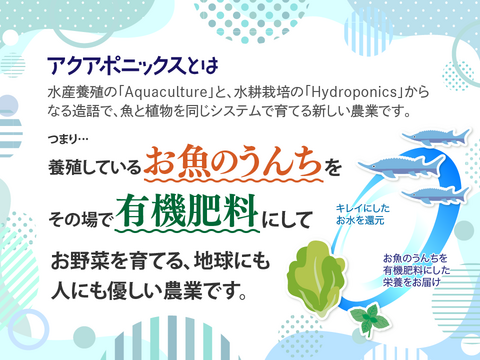 新鮮！採れたて！農薬・化学肥料不使用！レタスの定期便 8個セット