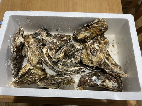 【お歳暮対応可能 年末年始ご予約可能】生食用２ｋｇ 殻付き 牡蠣 （14~30粒）牡蠣 殻付き牡蠣 殻付き牡蛎 牡蛎 kaki かき カキ 松島牡蠣屋 BBQに貝類 海産物 オイスター oyster