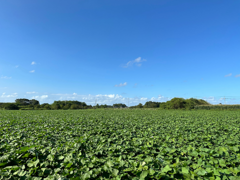 濃厚で上品な甘さ！ほしいも『べにはるか』平干し1kg(250g×4)