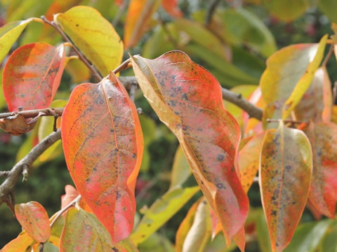 【秋の風情】自然のまま採取！色鮮やかな「紅葉した柿の葉」30枚（10枚×3）
