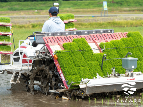 【令和7年産新米】新潟県産コシヒカリ精米5kg