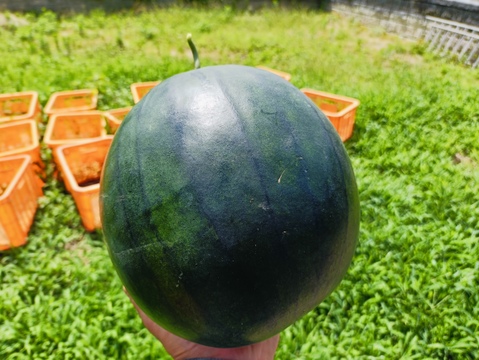 自然栽培の黒小玉スイカ（固定種）【1玉︰3-4.5kg】