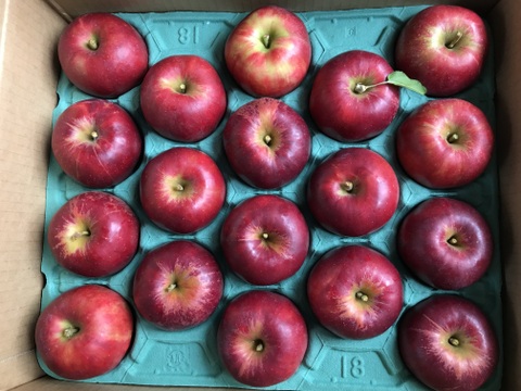 葉とらず　紅玉　約4.5kg【2025年産】