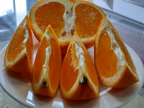 【母のにギフト】果汁たっぷり清見オレンジとっても美味４Kg冷蔵便