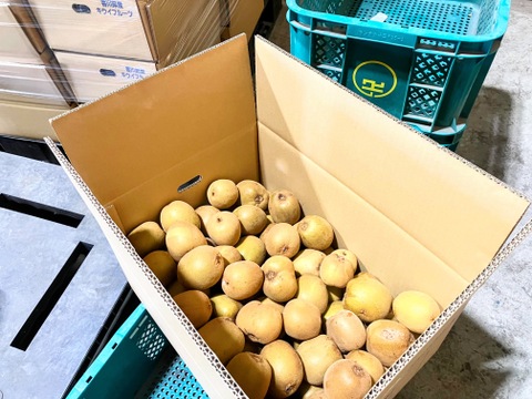 訳アリ格安！果汁たっぷり香川県産大玉キウイ『さぬきゴールド』(ご家庭用・12kg)