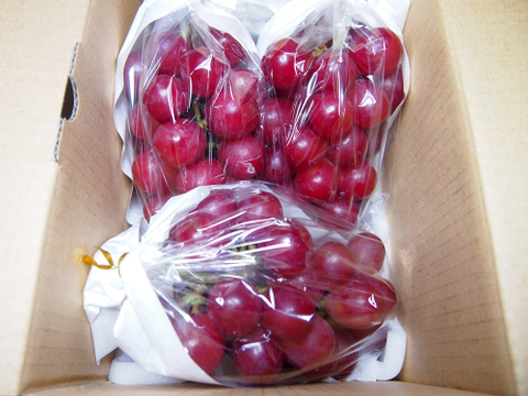 柑橘のような爽やかさ★希少品種コトピー 約800g（2～3房）※信州の環境にやさしい農産物50％節減（長野県認証）2023