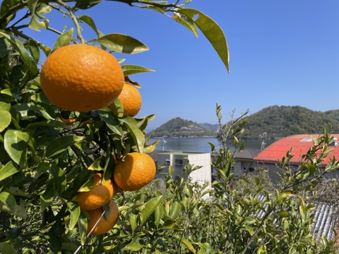 【栽培期間中：農薬・肥料不使用】125年の歴史と「垂直仕立て」が育む生命力溢れる紅甘夏（大崎下島産）無選別10㎏