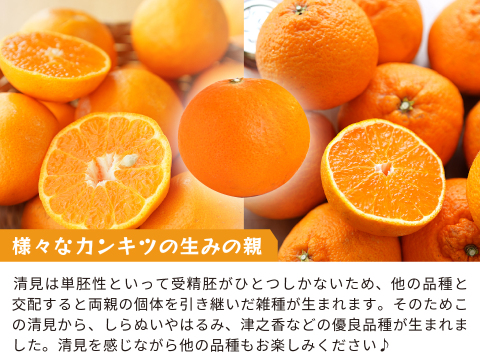 清見｜春先まで樹上完熟させた濃厚な味わい！みかんとオレンジのかけ合わせで生まれた和歌山県海南市下津町産の和製オレンジ（ご家庭用4kg）