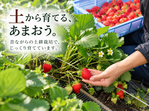 【予約販売 2026年11月下旬～順次発送】いちごの王様！あまおう苺 人気サイズ 約250g～270g×4パック（約1080g） デラックス等級