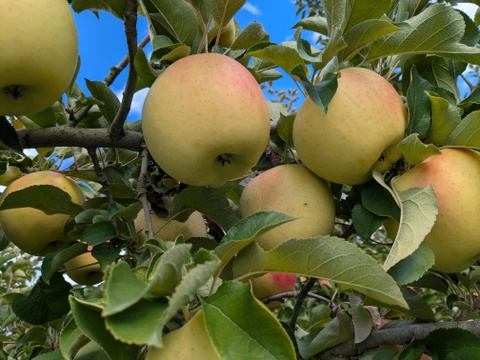 ぐんま名月🍎大中玉2.8㎏(7～12玉パック入り)