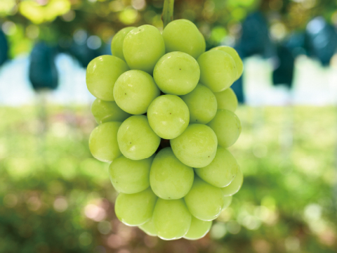 花笑み農園　岡山のシャインマスカット1kg（2房）【9/23～順次発送】S-1