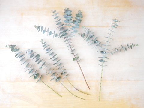 ユーカリ枝物【ベイビーブルー】(30～40㎝/10本)インテリアをおしゃれに！アレンジにも