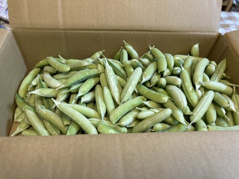 関西の春を告げる味わい　うすいえんどう 2kg