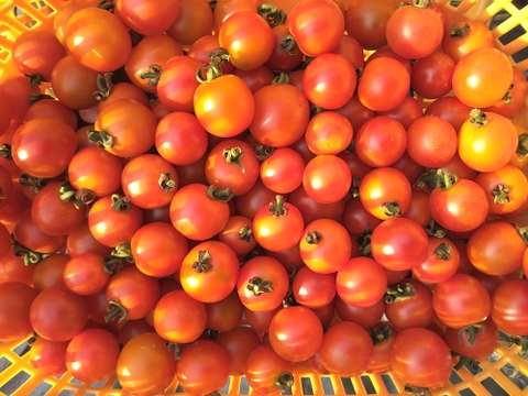 「固定種　ステラ」甘い！ミニトマト 1kg