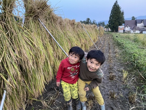 赤穂もちの切り餅　お正月にいかが？　農薬と化学肥料を使ってない栽培　天日干し